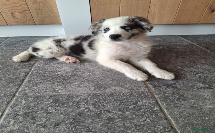 Australian Shepherd honden - Advertentie 2