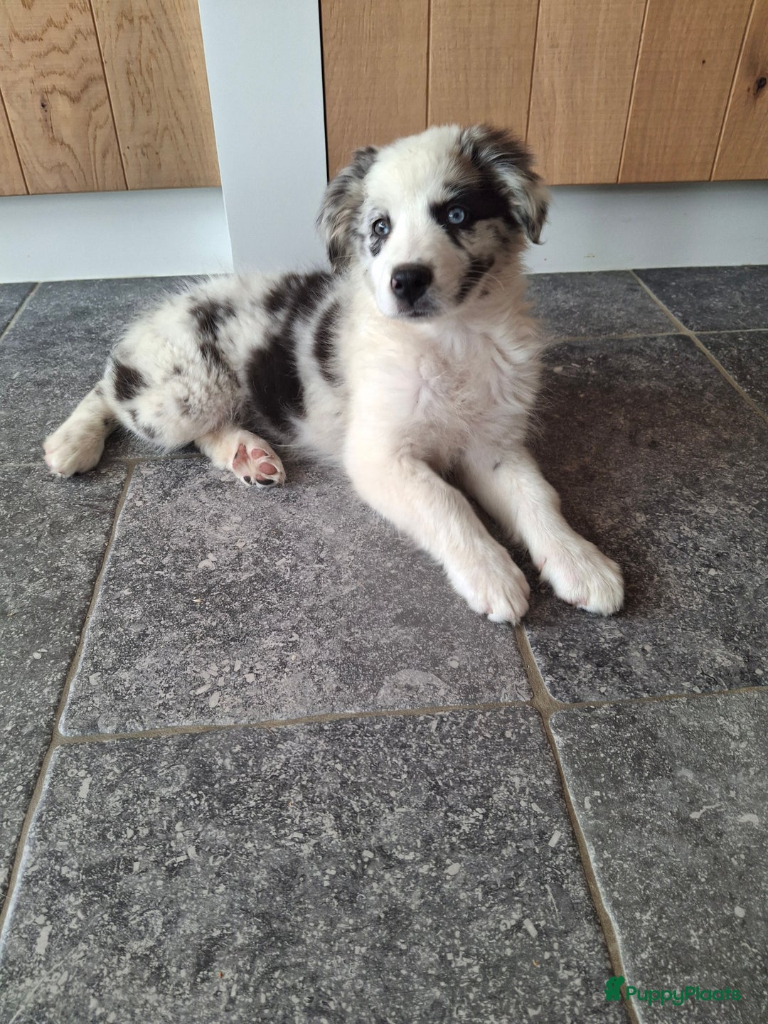 Australian Shepherd honden te koop: Raszuivere Australian Shepherd op de boerderij - Afbeelding 1