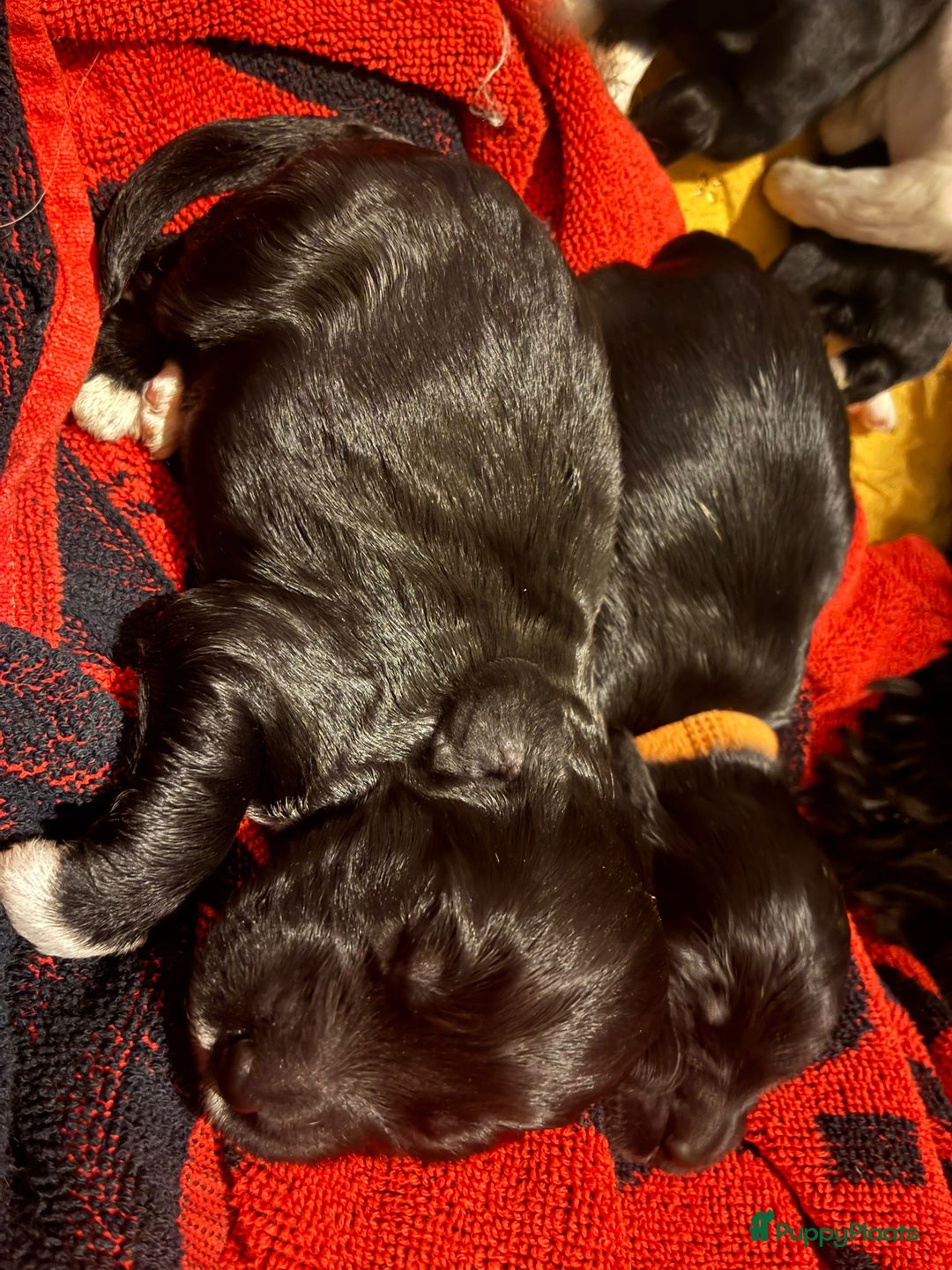 Barbet honden te koop: Barbet puppy’s geboren - Advertentie 28