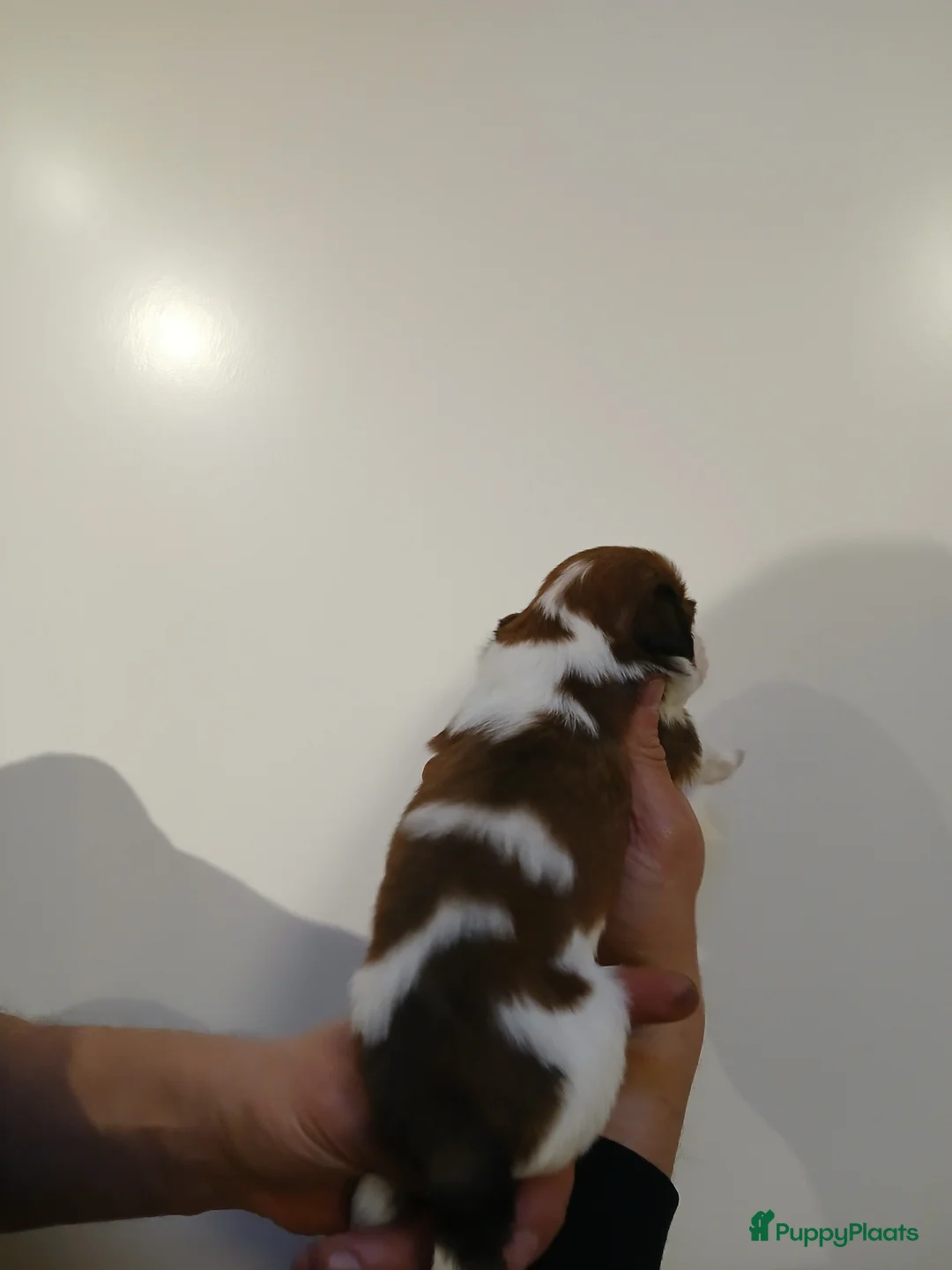 Kooikerhondje honden te koop: Supper liever  nestje kooiker pups van 7 - Advertentie 22