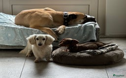 Teckel (korthaar)  honden te koop: Prachtig liefdesnestje met witte langharige papa - Afbeelding 4