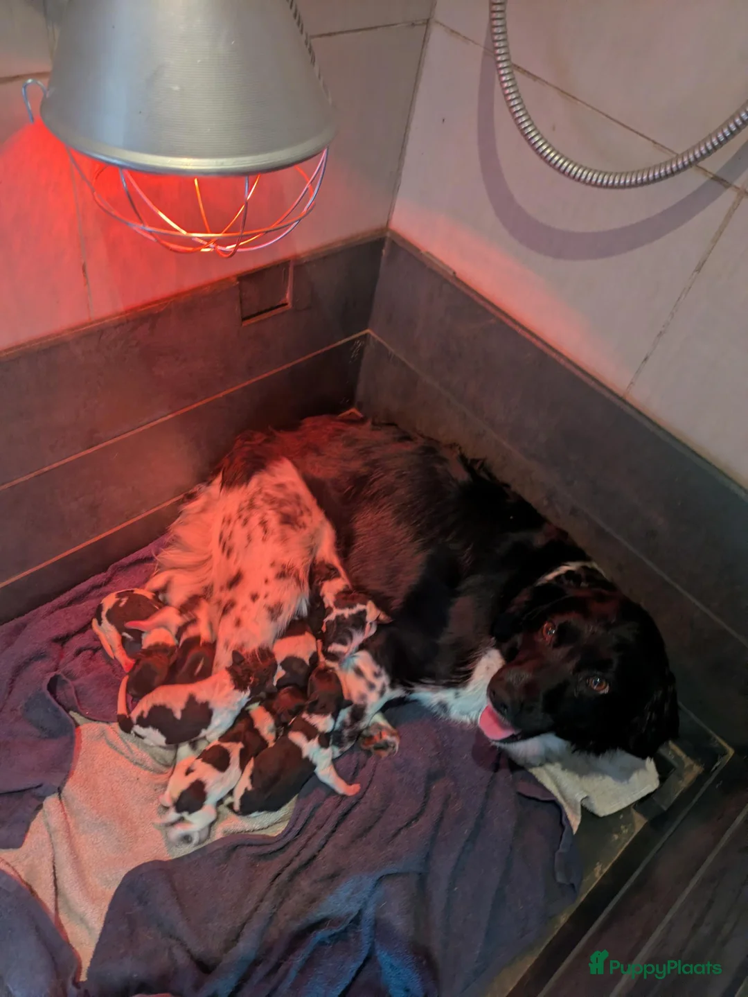 Friese Stabij honden te koop: Friese stabij pups - Advertentie 8