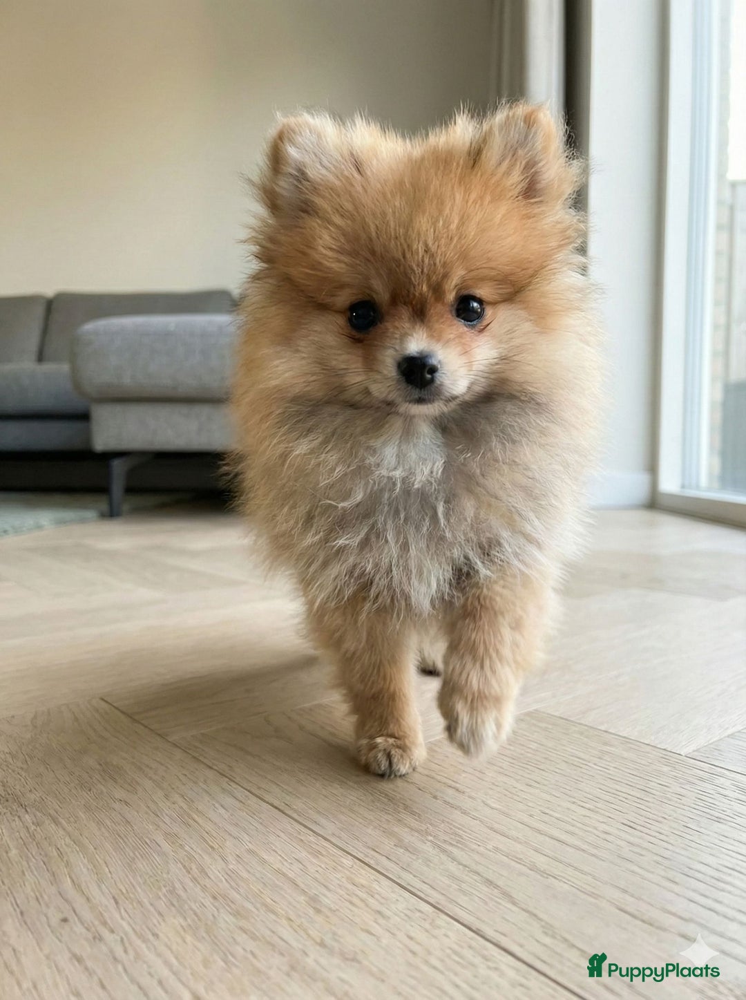 Pomeriaan honden te koop: 🐻 Bear Face Pomeranian – Reu Pup  Beschikbaar  - Advertentie 3