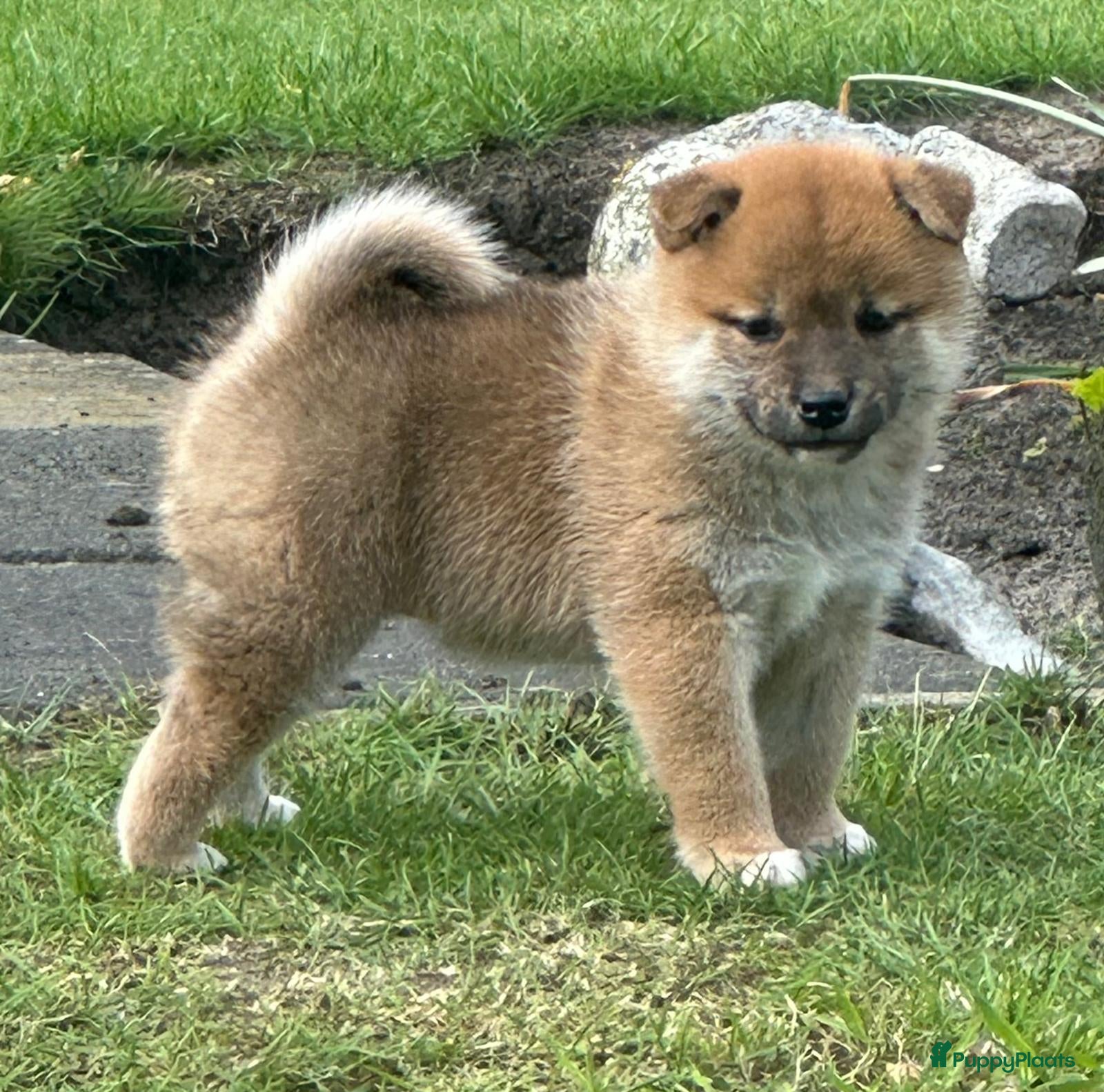 Shiba honden Bijzondere Shiba inu puppies - Advertentie 1