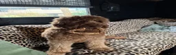 Australian Labradoodle honden te koop: Prachtig nest labradoodles (medium) in Vierlingsbeek - Advertentie 5