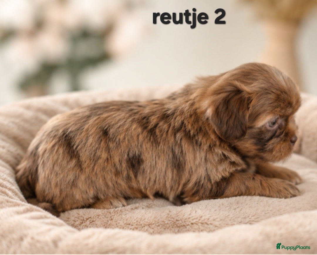 Kruising honden Mooie gezonde boomer pups. Maltezer maal shih tzu - Advertentie 2
