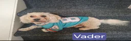 Maltipoo honden te koop: Schattige maltipoo pups. - Advertentie 2