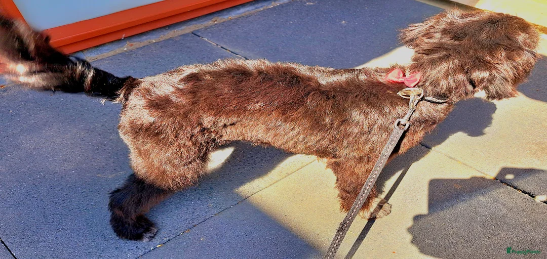 Galerij afbeelding {{count}}