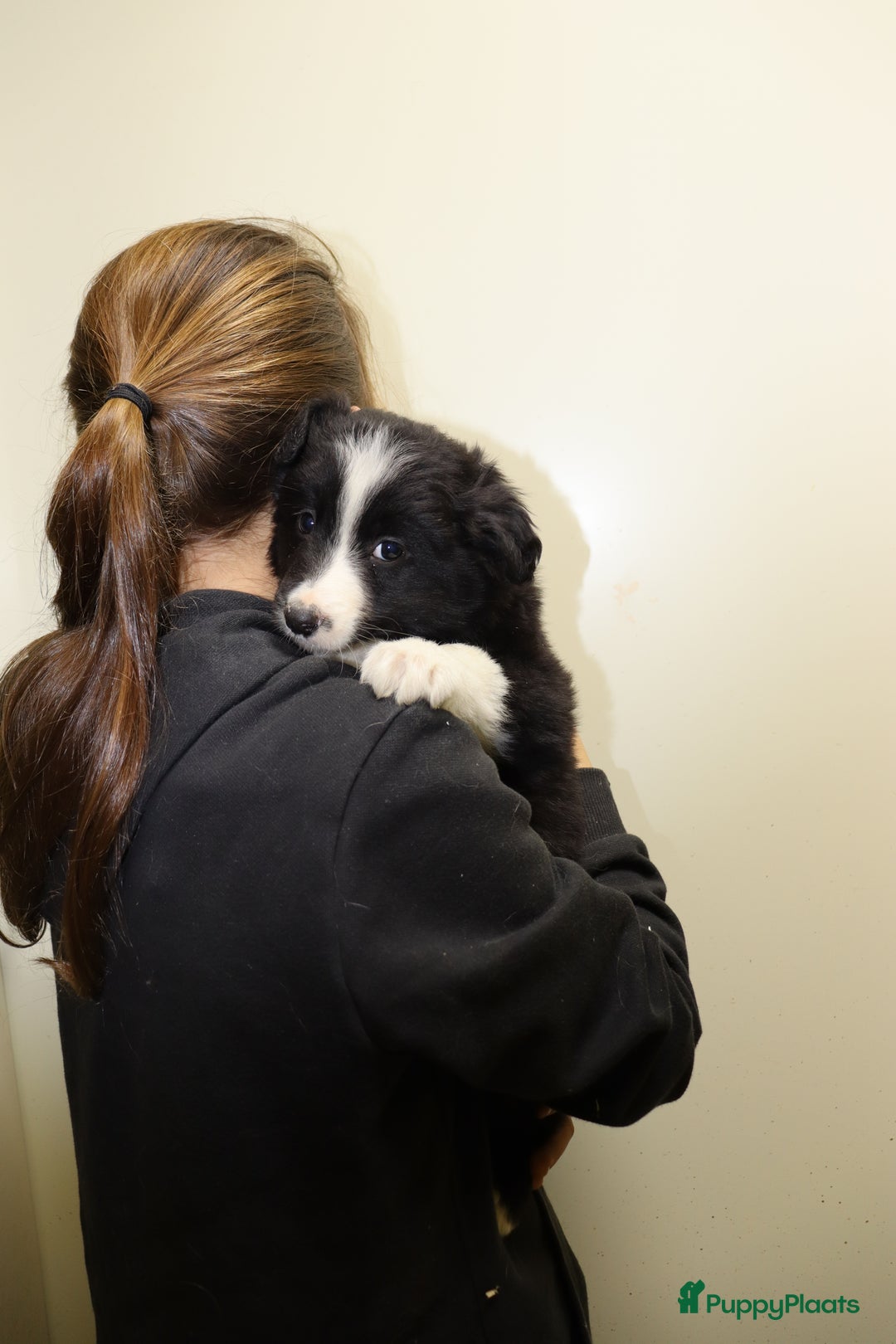 Border Collie honden te koop: Super Schattige border collie pups te koop - Advertentie 27