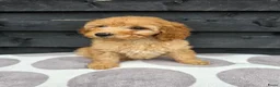 Labradoodle honden te koop: Labradoodle Onwijs mooie Teefjes Beschikbaar  - Advertentie 5