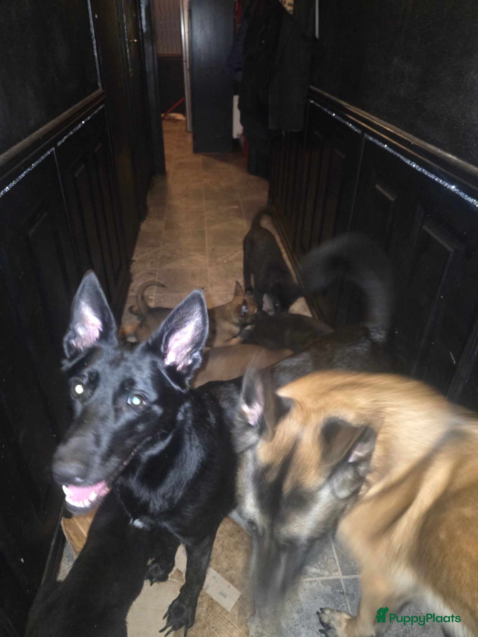 Mechelse Herder honden Mechelse herders te koop - Advertentie 2