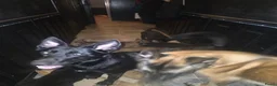 Mechelse Herder honden te koop: Mechelse herders te koop - Advertentie 2