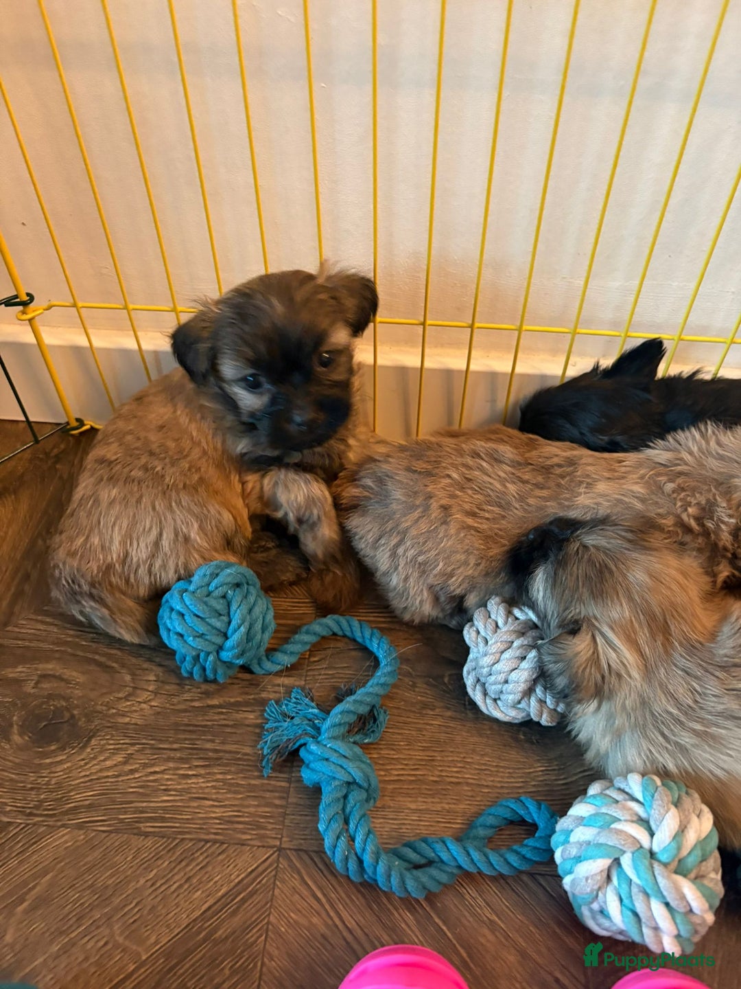 Kruising honden te koop: Lieve pups zoeken een liefdevol thuis - Advertentie 5