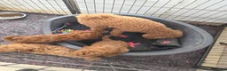 Poedel Toy honden te koop: toy poedel pups rood - Advertentie 21
