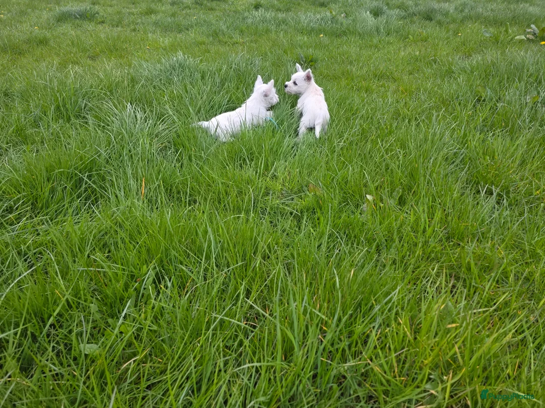West Highland White Terriër honden te koop: Fantastisch reutje zoekt nog een gouden mandje - Advertentie 4