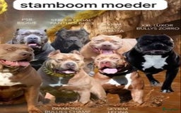 Amerikaanse Bully honden te koop: American Bully XL pups met ABKC stamboom - Afbeelding 11