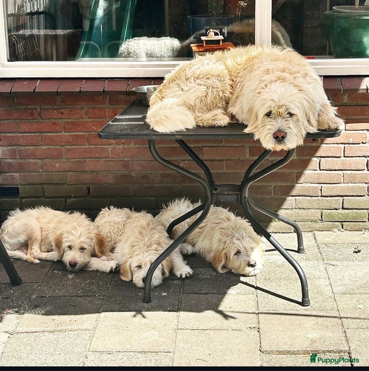 Portugese Waterhond honden Barbado da Terceira (puppies) - Advertentie 10