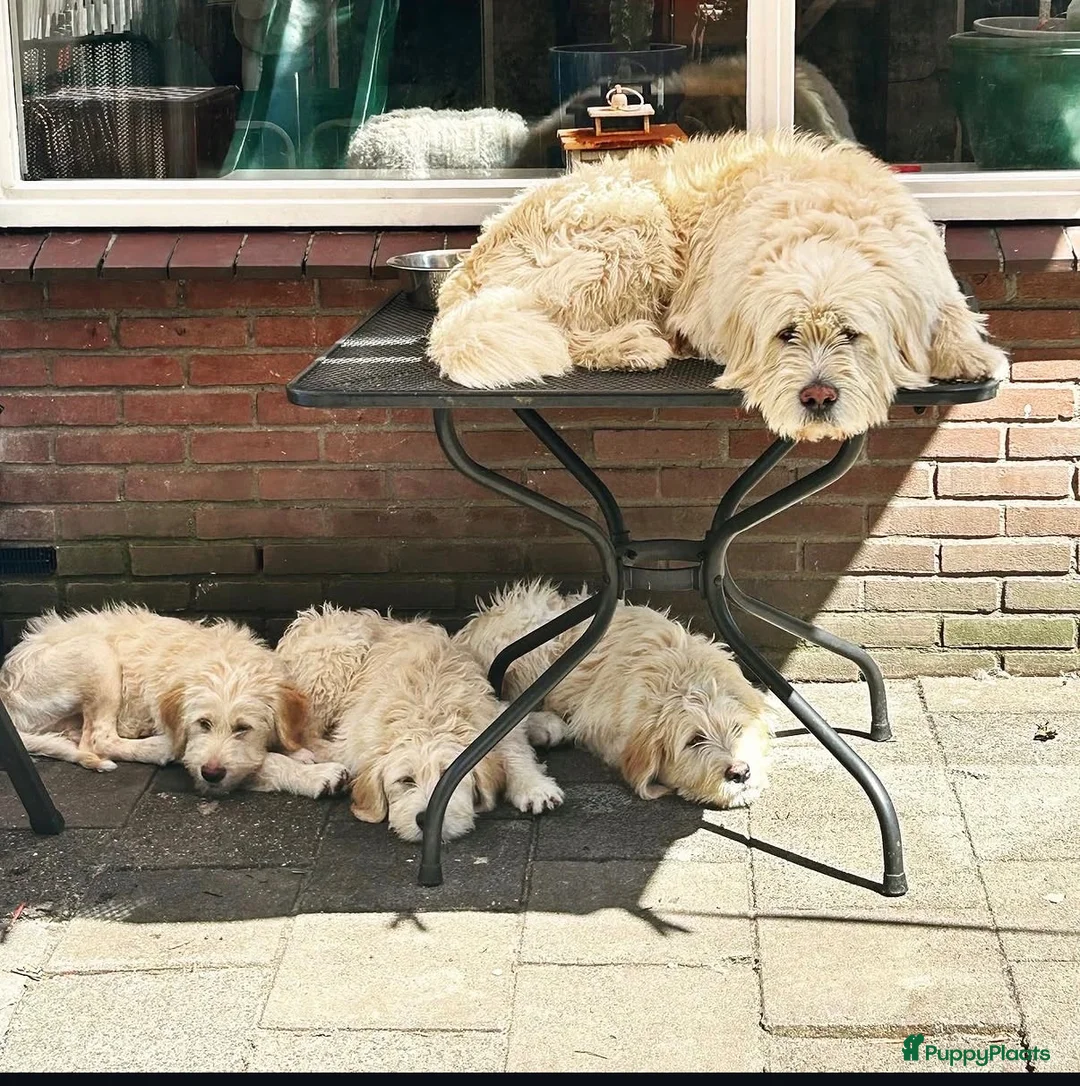 Portugese Waterhond honden te koop: Barbado da Terceira (puppies) in Leiderdorp - Advertentie 1