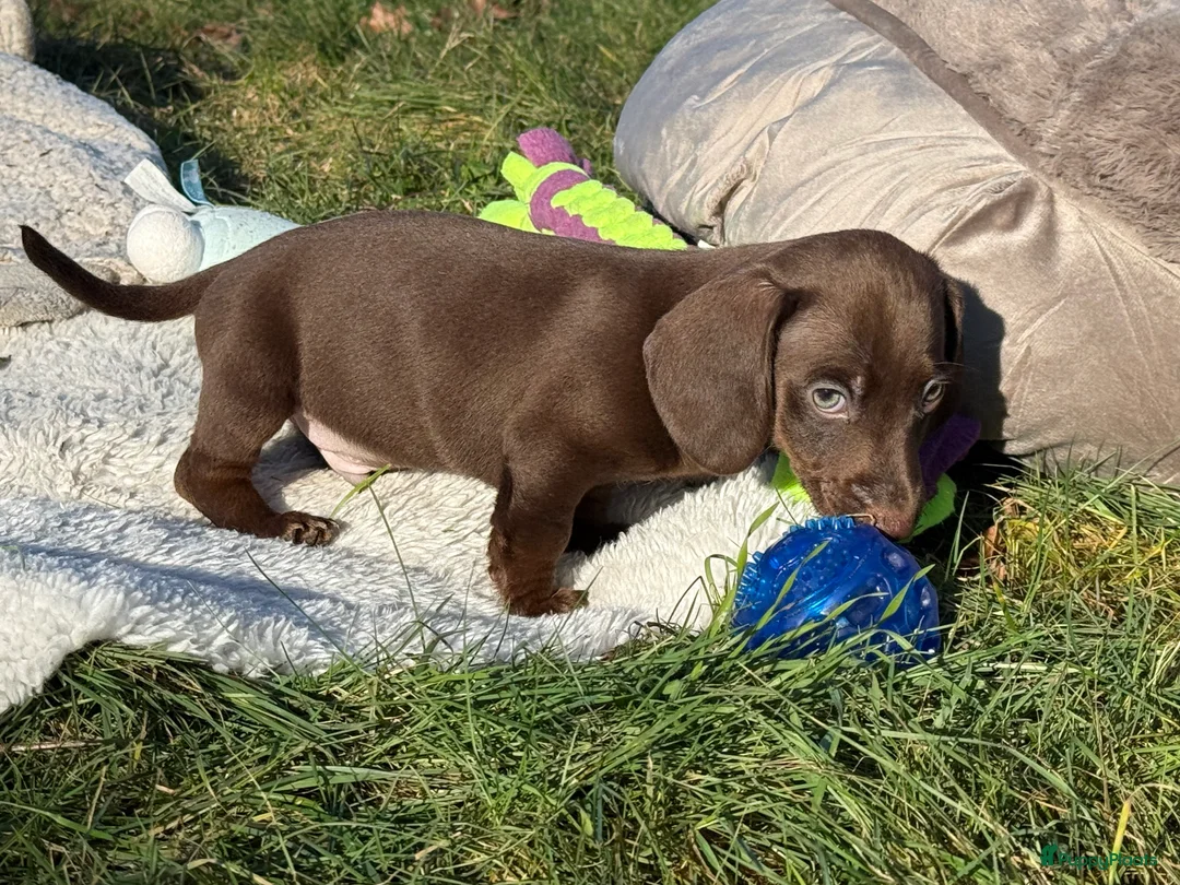 Teckel (korthaar)  honden te koop: Dwergteckel  puppies  - Advertentie 7