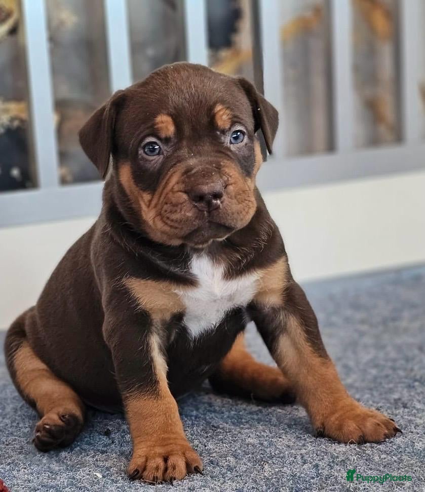 Amerikaanse Bully honden Pups Bully XL beide ouders kampioen - Advertentie 1