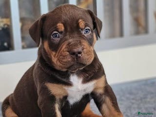 Amerikaanse Bully honden Pups Bully XL beide ouders kampioen - Advertentie 1