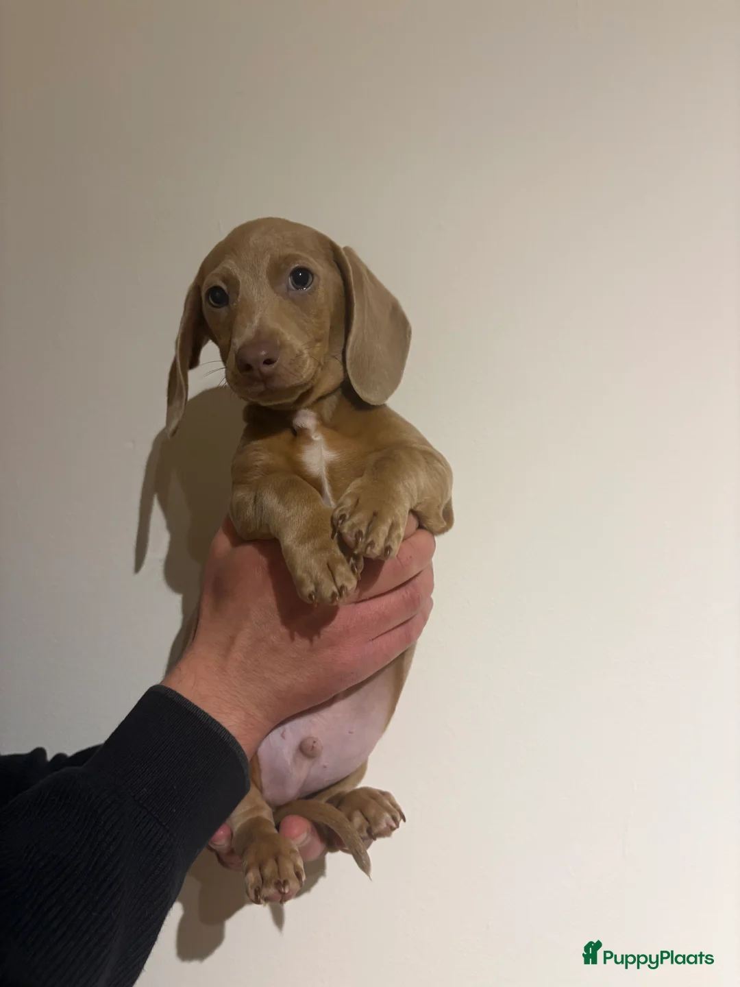 Teckel (korthaar)  honden te koop: Dwerg Teckels puppy’s zoeken een warm nest. - Advertentie 15