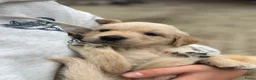 Golden Retriever honden te koop: 3 leuke teefjes zoeken een warm nest!  - Advertentie 2