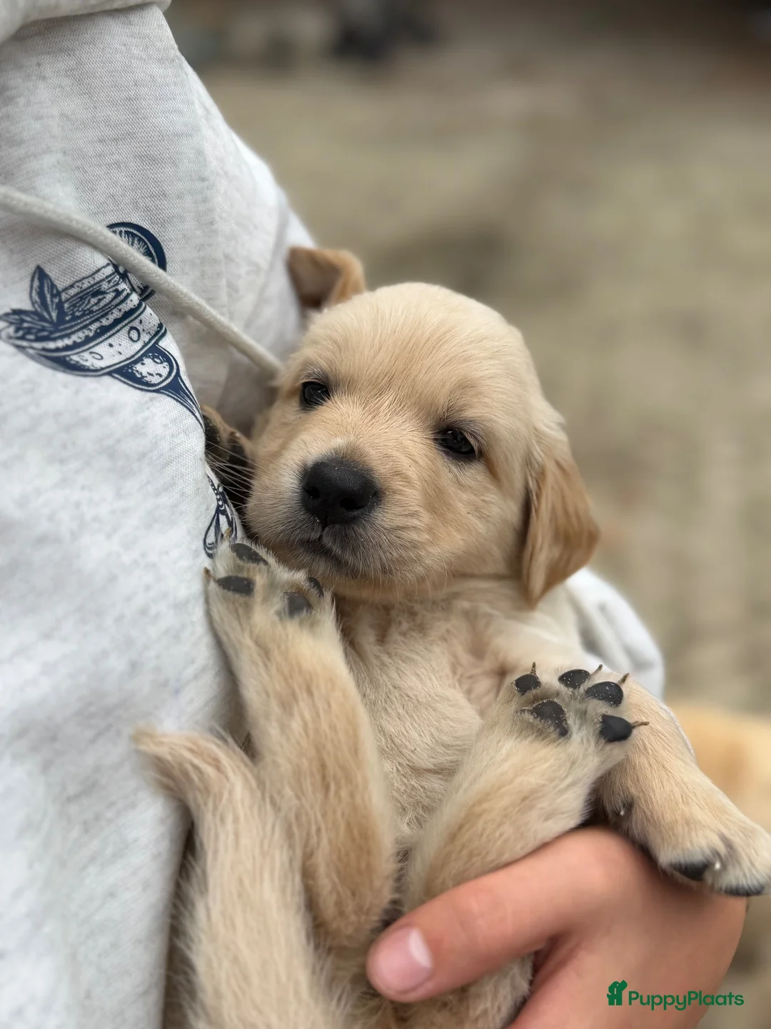 Golden Retriever honden te koop: 3 leuke teefjes zoeken een warm nest!  - Advertentie 2