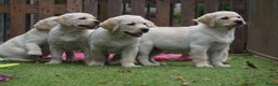 Labrador Retriever honden te koop: Authentieke Gele Labrador pups met Stamboom  - Advertentie 5