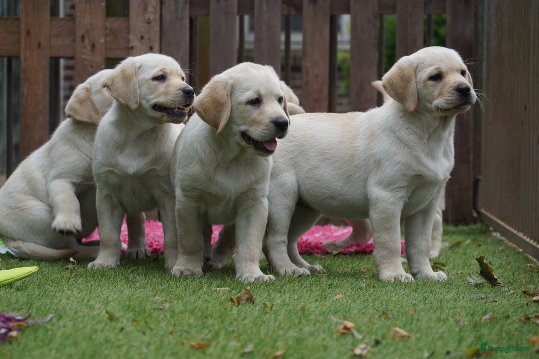 Labrador Retriever honden te koop: Authentieke Gele Labrador pups met Stamboom  - Advertentie 5