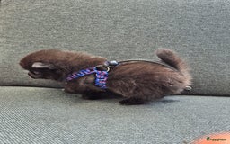 Pomchi honden te koop: Pomchi pups - Afbeelding 11
