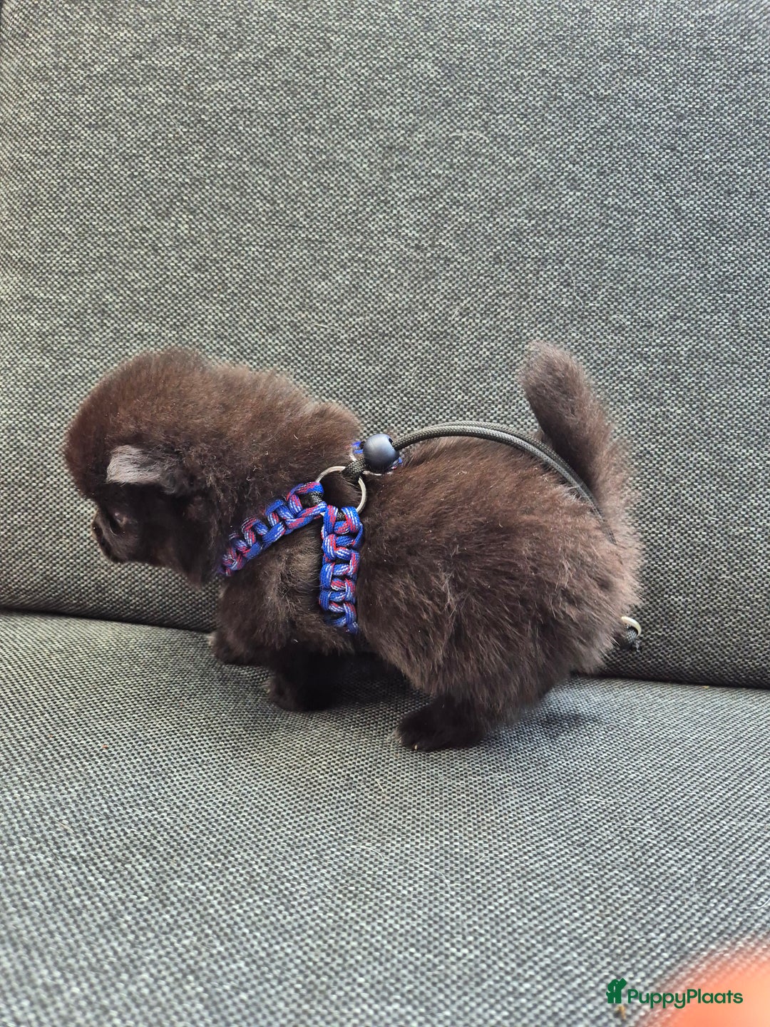 Pomchi honden te koop: Pomchi pups - Afbeelding 11