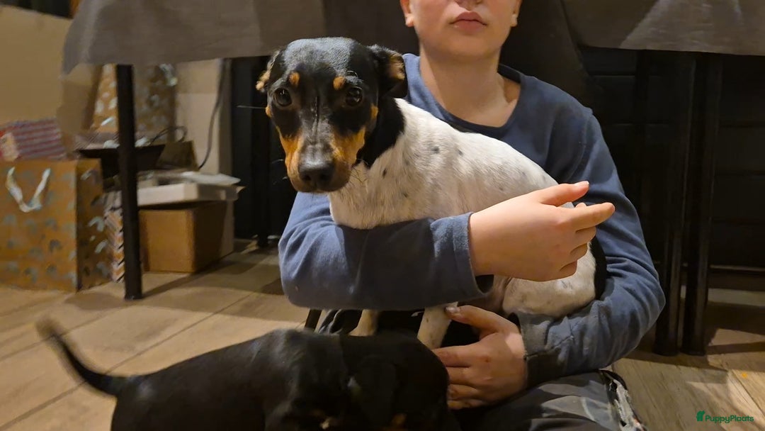 Jack Russel Terriër honden te koop: JACK RUSSEL PUPS - Advertentie 37