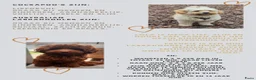 Kruising honden te koop: Cockapoo & Autralian Labradoodle krijgen pups! in Vught - Advertentie 4