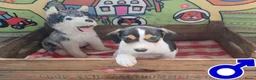 Boerenfox honden te koop: mooie 100% Boerenfox pups - Advertentie 5