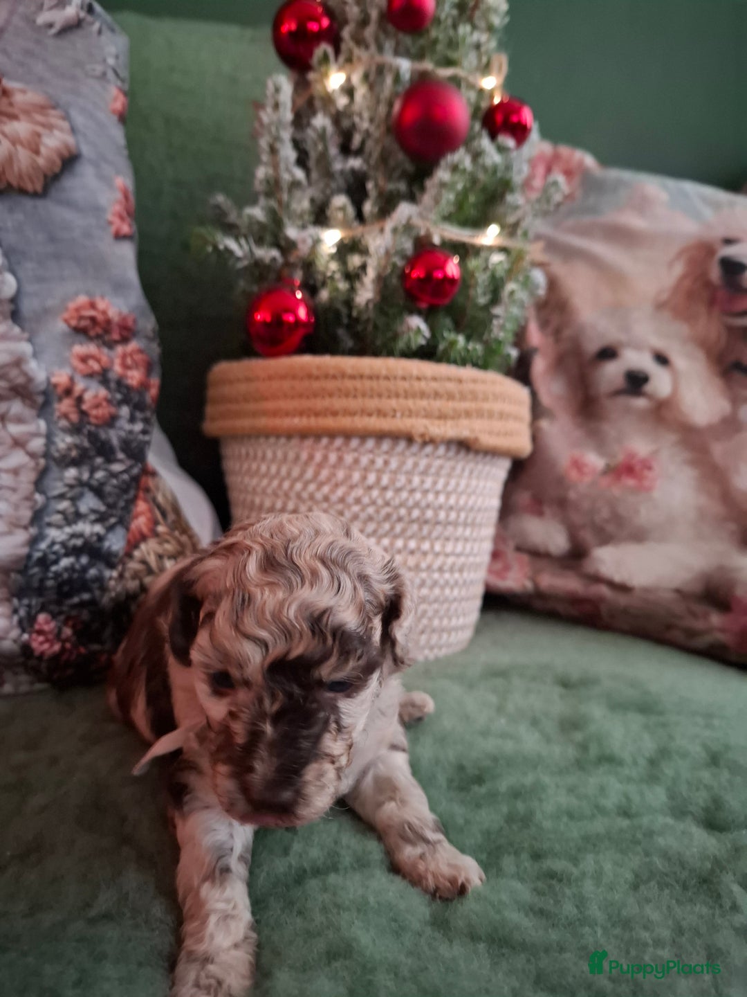Poedel Toy honden te koop: Mooie chocolade merle pups - Advertentie 4