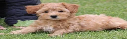 Maltipoo honden te koop: Lieve Maltipoo teefje zoekt haar gouden mandje - Advertentie 1