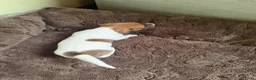 Jack Russel Terriër honden te koop: Schattige jack russels te koop  - Advertentie 22