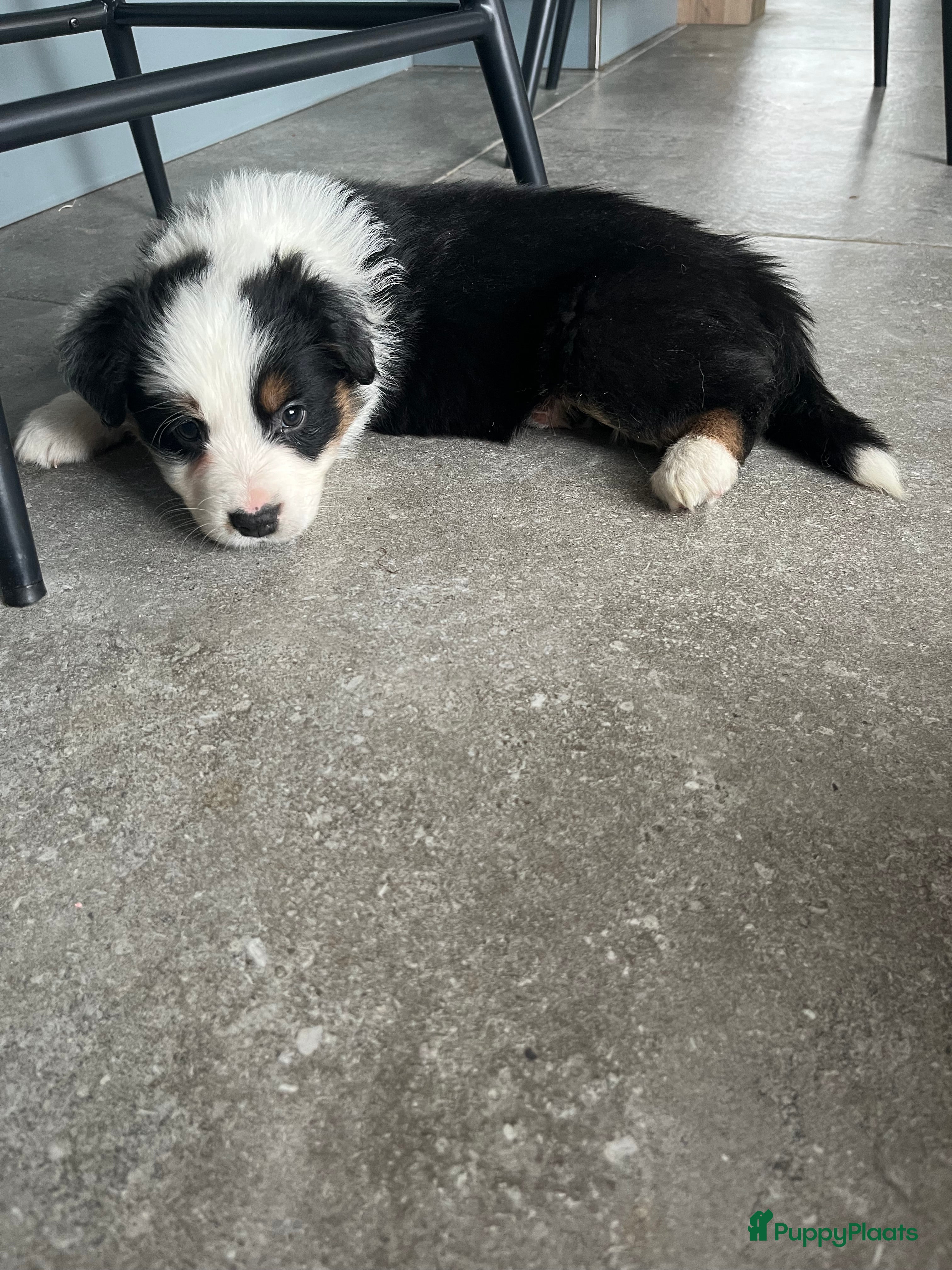 Australian Shepherd honden 100% aussie pups - Advertentie 2