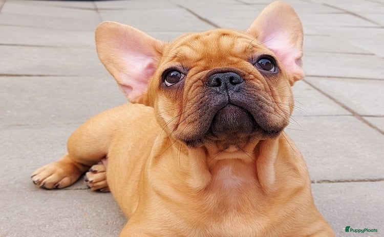 Franse Bulldog honden in Zoutleeuw - Advertentie 2