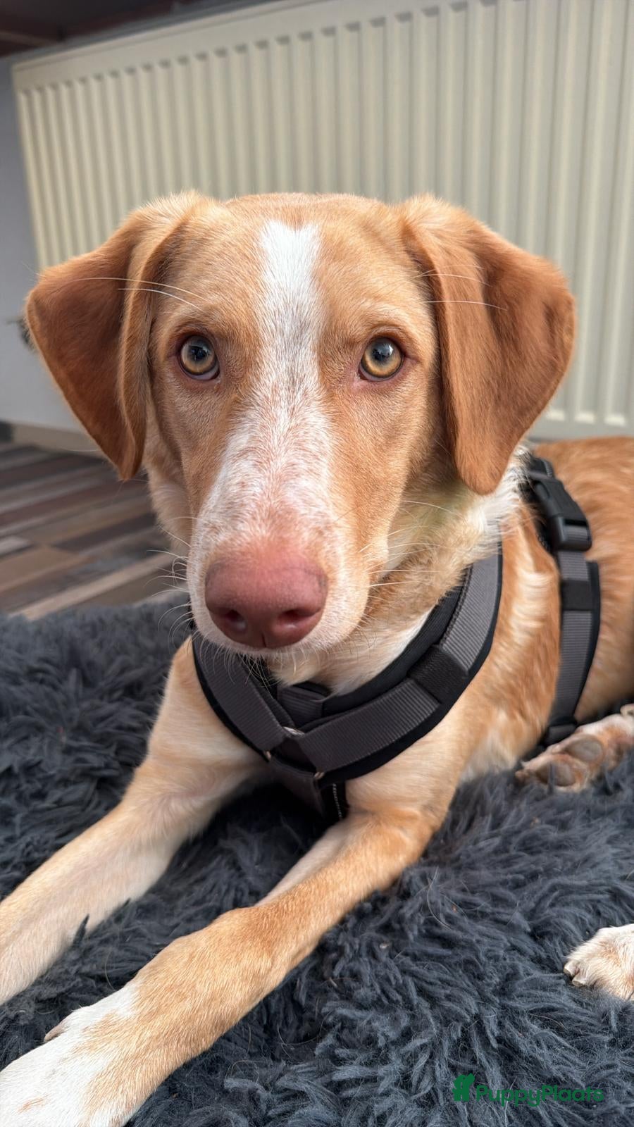 Kruising honden kubo zoekt een gouden mandje  - Advertentie 2