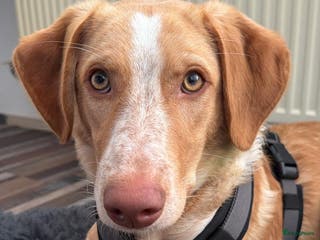 Kruising honden kubo zoekt een gouden mandje - Advertentie 2