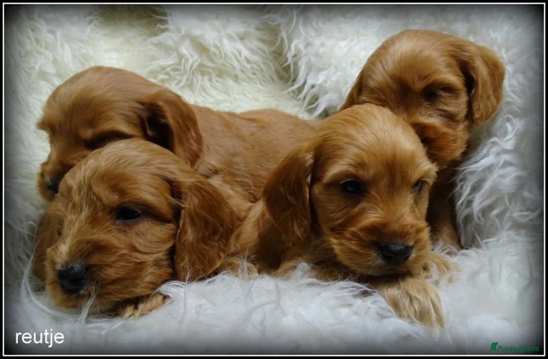 Cockapoo honden te koop: Cockapoo pups - Advertentie 9
