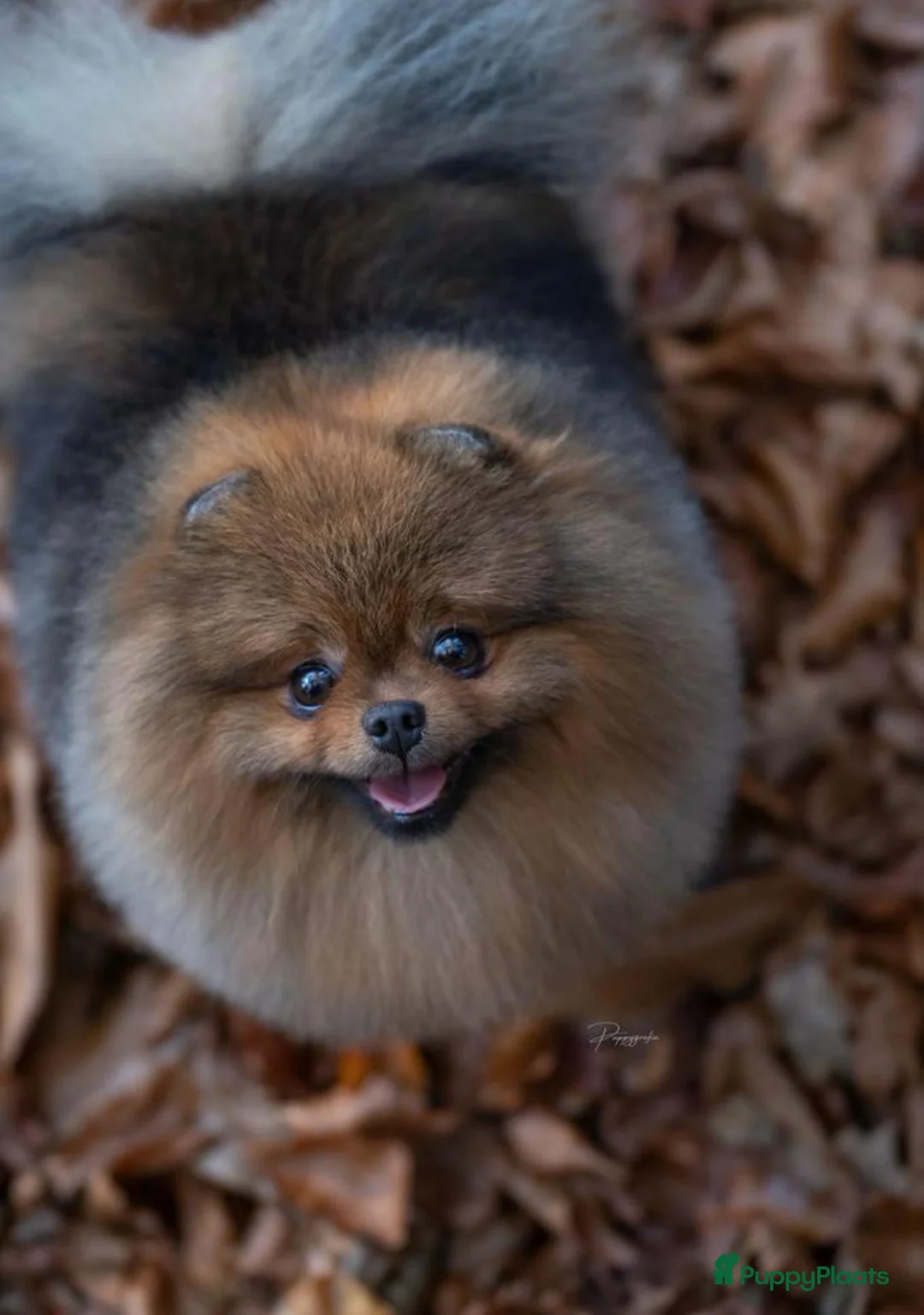 Pomeriaan honden te koop: Raszuivere Pomeranian/pomeriaan/dwergkees puppy’s  - Advertentie 19