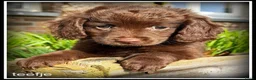Kruising honden te koop: Boompoo F1b pups. Boomer x Poedel .middelslag. - Advertentie 8