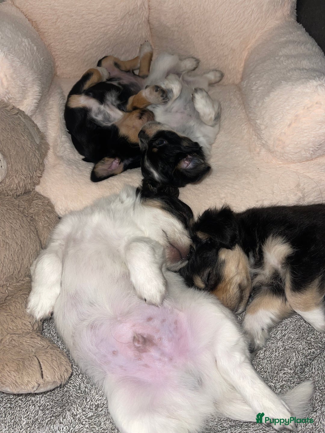 Kruising honden te koop: Chihuahua kruising pups - Advertentie 12