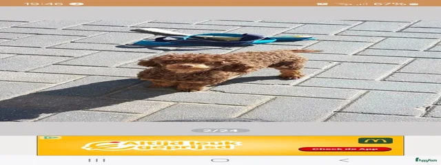 Speedy