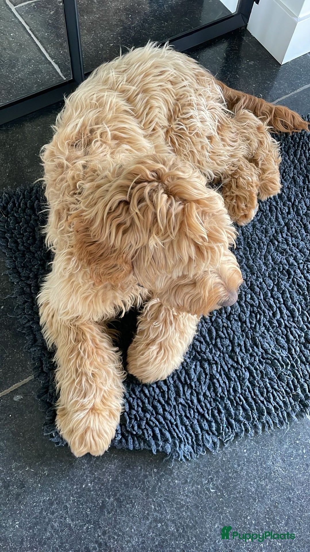 Australian Labradoodle honden te koop: Labradoodle medium ( Australian ) - Advertentie 26