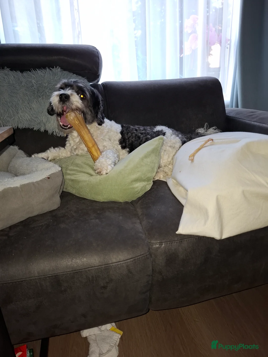 Boomer honden te koop: boomer reutje zoekt forever home - Advertentie 7