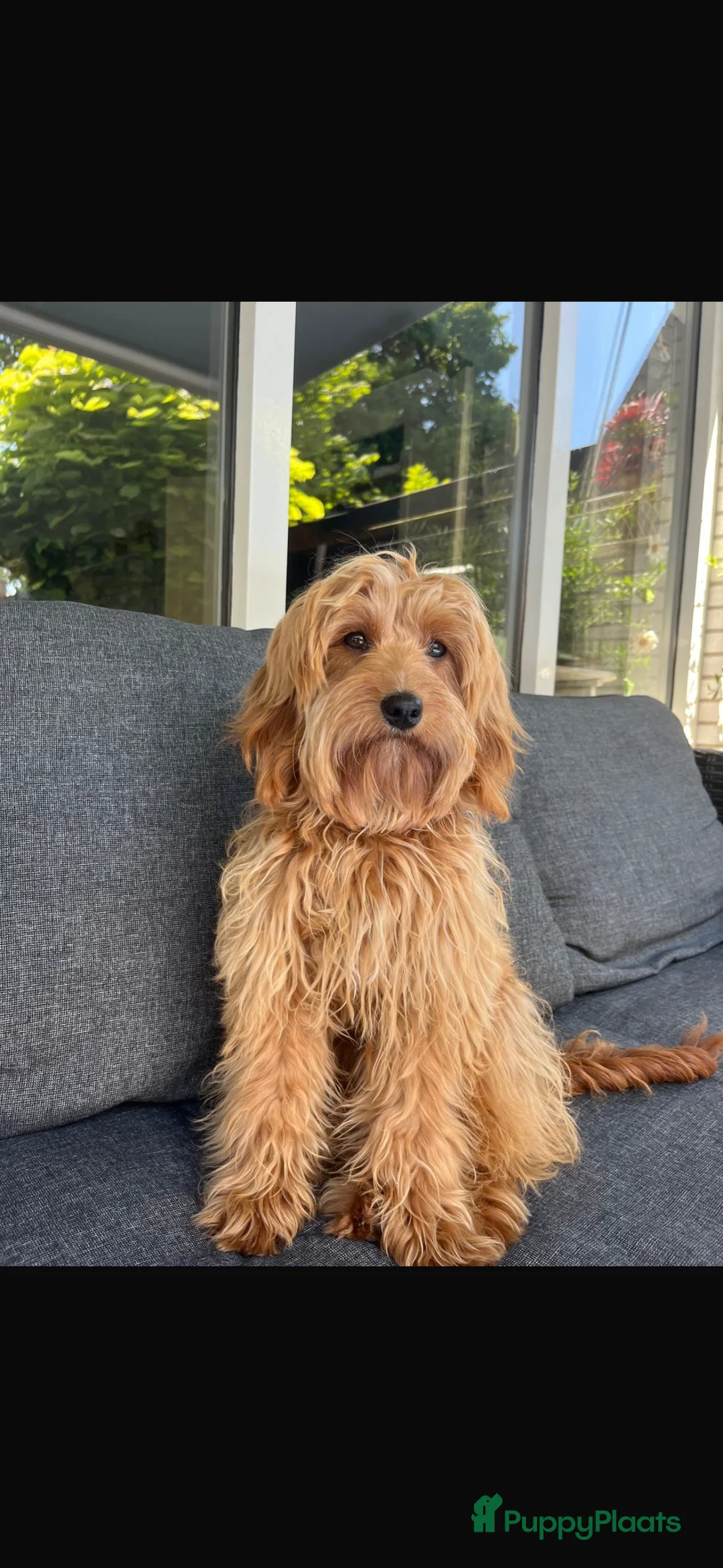 Goldendoodle honden te koop: Prachtige goldendoodle mini s  - Advertentie 15